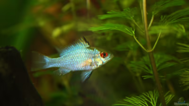 Besatz im Aquarium First Try von Kasía (43)