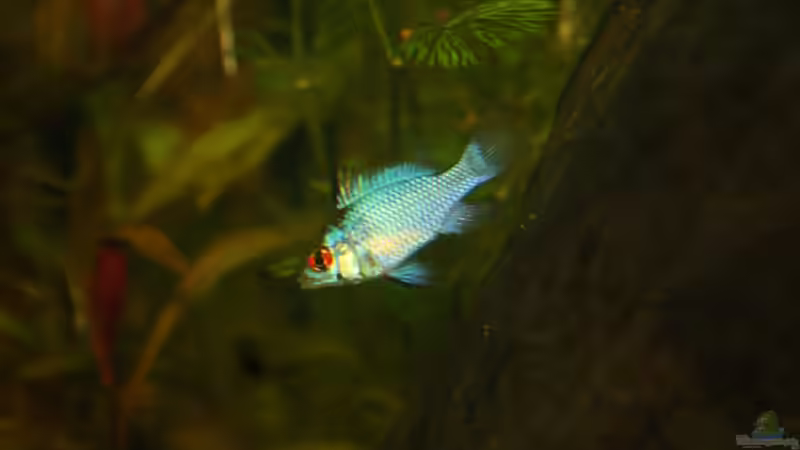 Besatz im Aquarium First Try von Kasía (44)