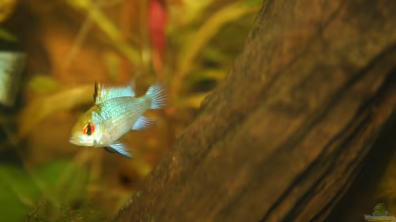 Besatz im Aquarium First Try von Kasía (46)