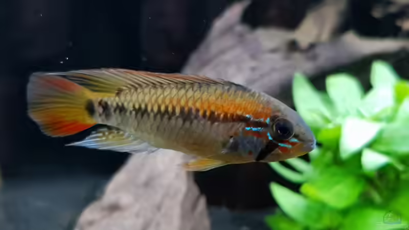 Besatz im Aquarium Fischmotel &quot;Südamerika und mehr&quot; von MADNESS1.0 (11)