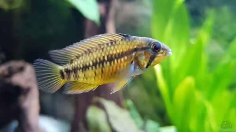 Besatz im Aquarium Fischmotel &quot;Südamerika und mehr&quot; von MADNESS1.0 (12)