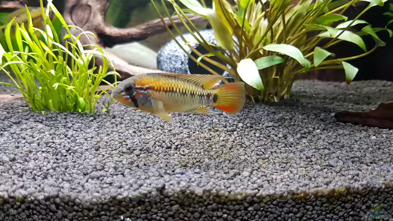 Besatz im Aquarium Fischmotel &quot;Südamerika und mehr&quot; von MADNESS1.0 (13)