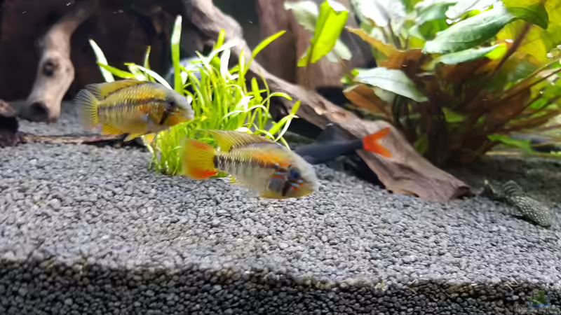 Besatz im Aquarium Fischmotel &quot;Südamerika und mehr&quot; von MADNESS1.0 (14)