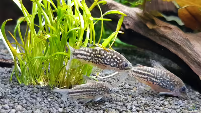 Besatz im Aquarium Fischmotel &quot;Südamerika und mehr&quot; von MADNESS1.0 (15)