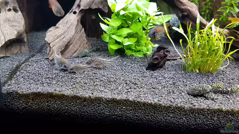 Besatz im Aquarium Fischmotel &quot;Südamerika und mehr&quot; von MADNESS1.0 (17)