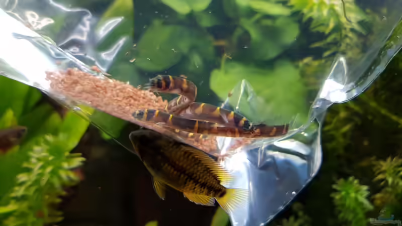 Besatz im Aquarium Fischmotel &quot;Südamerika und mehr&quot; von MADNESS1.0 (18)