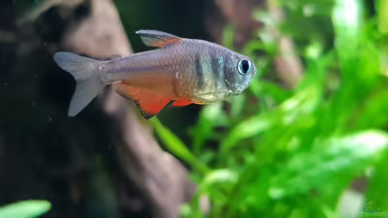 Besatz im Aquarium Fischmotel &quot;Südamerika und mehr&quot; von MADNESS1.0 (19)