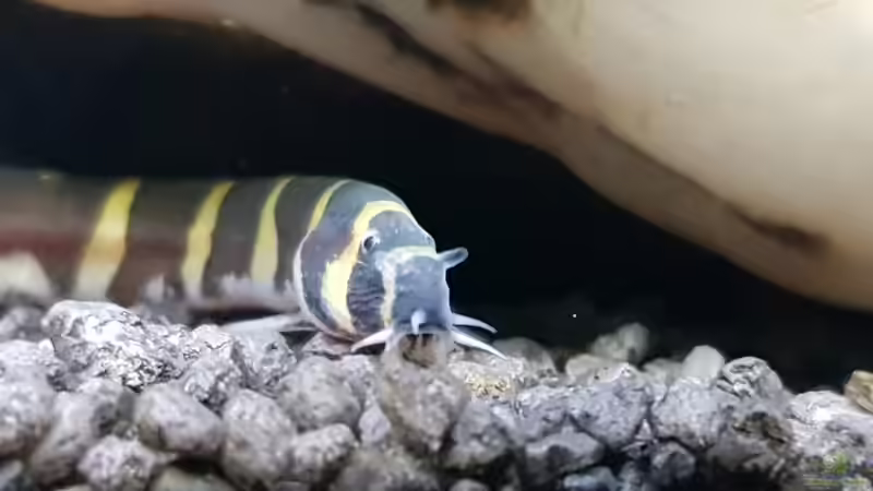 Besatz im Aquarium Fischmotel &quot;Südamerika und mehr&quot; von MADNESS1.0 (20)