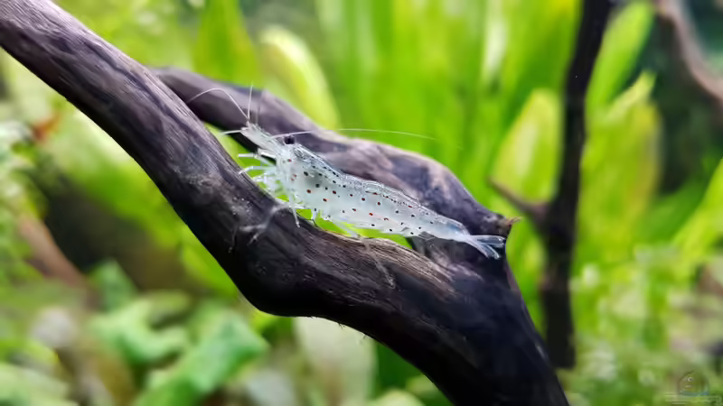 Besatz im Aquarium Fischmotel &quot;Südamerika und mehr&quot; von MADNESS1.0 (22)