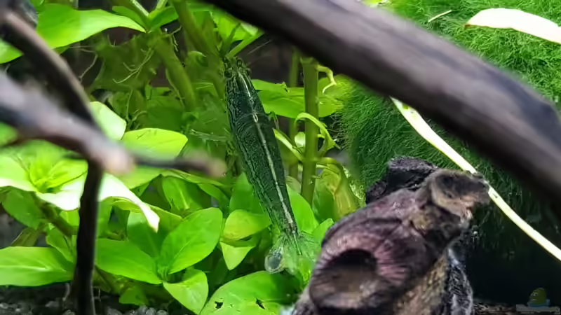 Besatz im Aquarium Fischmotel &quot;Südamerika und mehr&quot; von MADNESS1.0 (23)