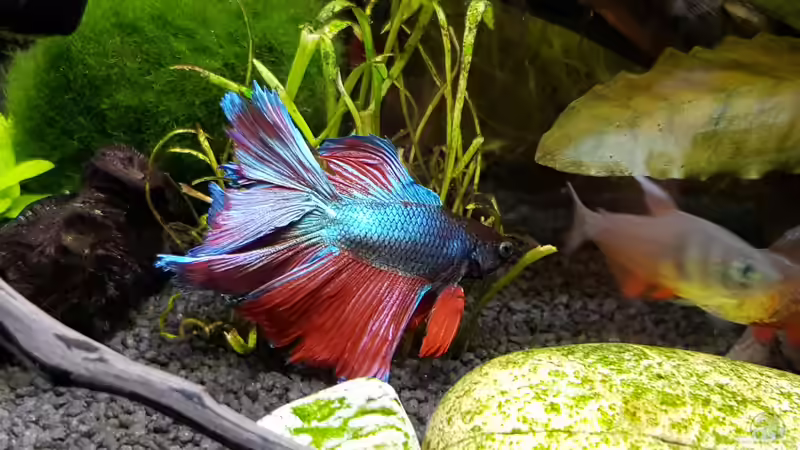 Besatz im Aquarium Fischmotel &quot;Südamerika und mehr&quot; von MADNESS1.0 (24)