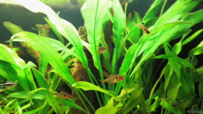 Besatz im Aquarium Fischsuppe mal anders Trigon190 Eckbecken von Phantom (18)