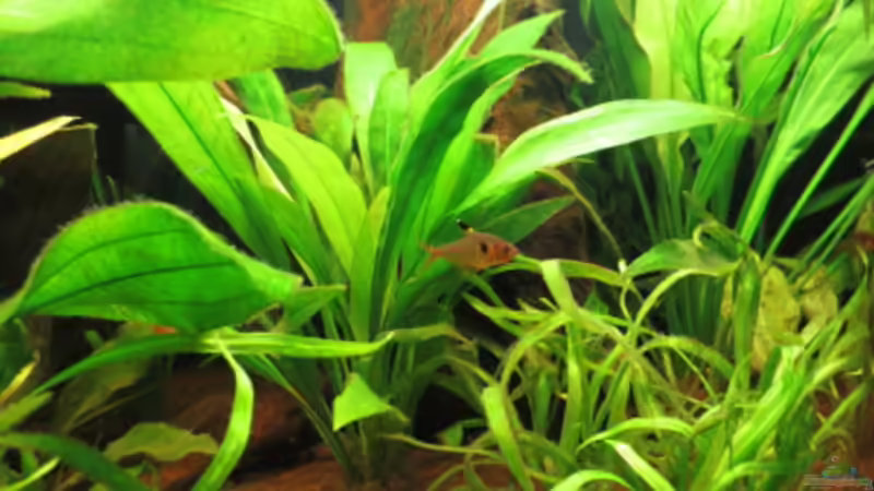 Besatz im Aquarium Fischsuppe mal anders Trigon190 Eckbecken von Phantom (19)