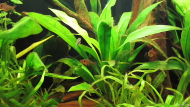 Besatz im Aquarium Fischsuppe mal anders Trigon190 Eckbecken von Phantom (20)