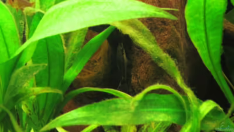 Besatz im Aquarium Fischsuppe mal anders Trigon190 Eckbecken von Phantom (22)