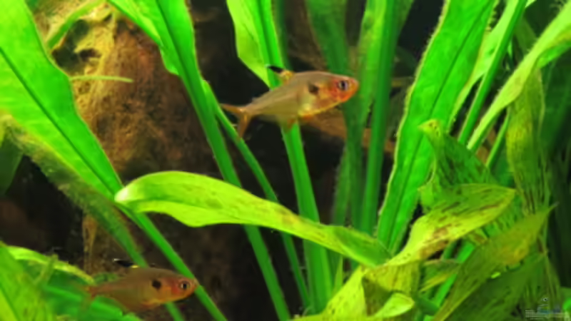 Besatz im Aquarium Fischsuppe mal anders Trigon190 Eckbecken von Phantom (23)