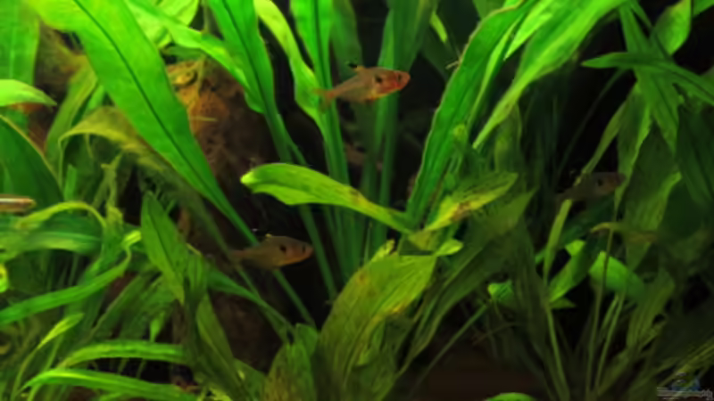 Besatz im Aquarium Fischsuppe mal anders Trigon190 Eckbecken von Phantom (24)