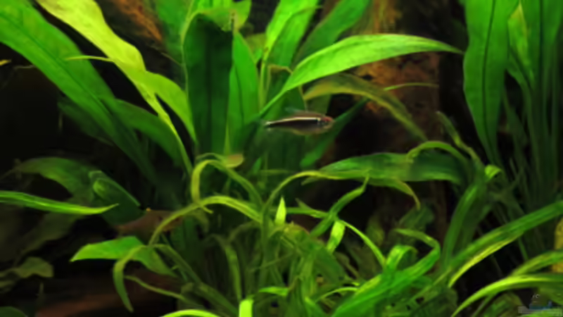 Besatz im Aquarium Fischsuppe mal anders Trigon190 Eckbecken von Phantom (25)