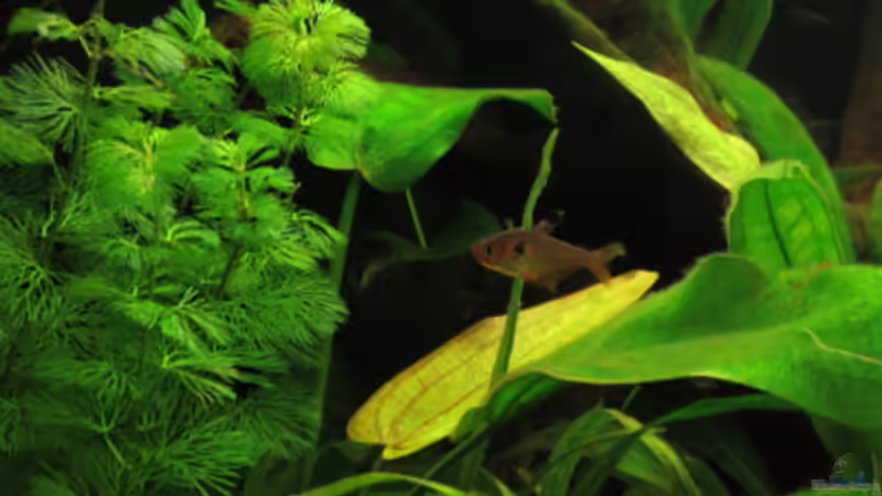 Besatz im Aquarium Fischsuppe mal anders Trigon190 Eckbecken von Phantom (26)