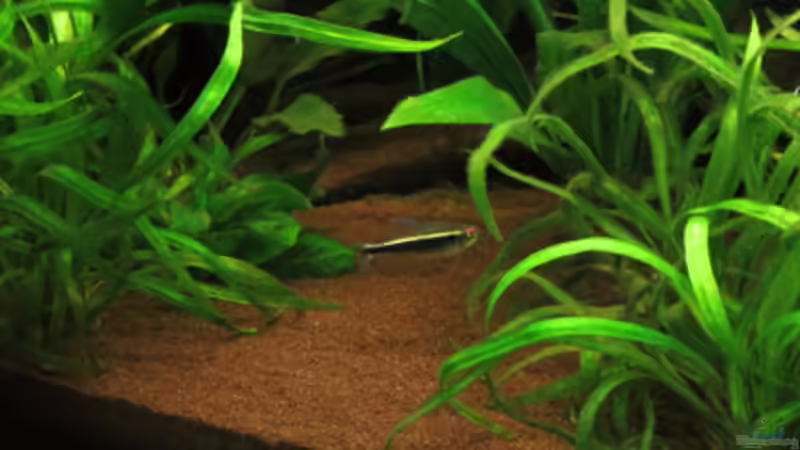 Besatz im Aquarium Fischsuppe mal anders Trigon190 Eckbecken von Phantom (27)