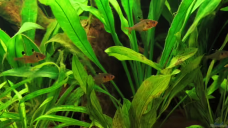 Besatz im Aquarium Fischsuppe mal anders Trigon190 Eckbecken von Phantom (28)