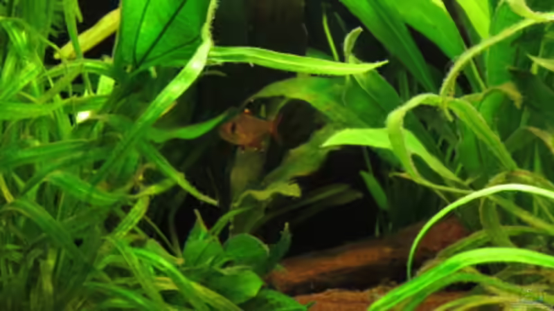 Besatz im Aquarium Fischsuppe mal anders Trigon190 Eckbecken von Phantom (29)