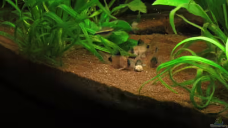 Besatz im Aquarium Fischsuppe mal anders Trigon190 Eckbecken von Phantom (31)