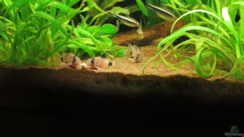 Besatz im Aquarium Fischsuppe mal anders Trigon190 Eckbecken von Phantom (32)