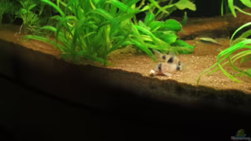 Besatz im Aquarium Fischsuppe mal anders Trigon190 Eckbecken von Phantom (33)