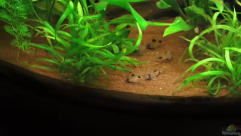 Besatz im Aquarium Fischsuppe mal anders Trigon190 Eckbecken von Phantom (34)