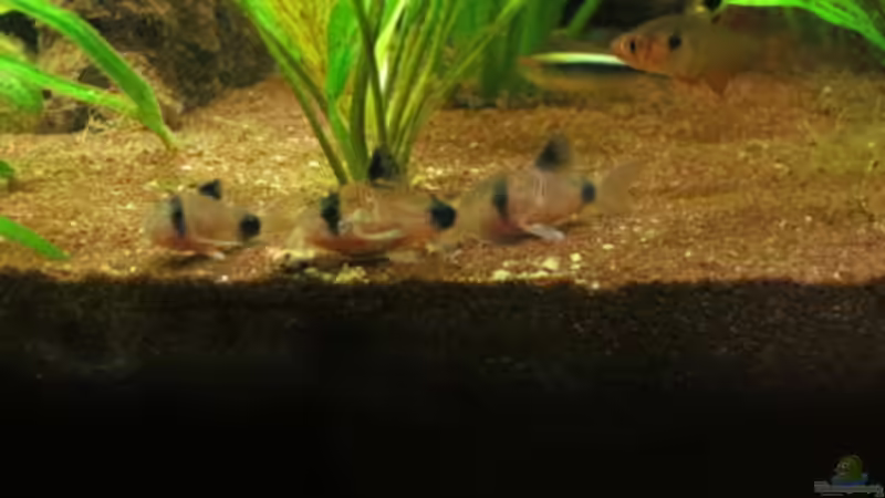 Besatz im Aquarium Fischsuppe mal anders Trigon190 Eckbecken von Phantom (35)