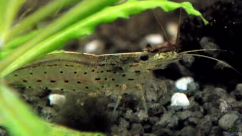 Besatz im Aquarium Fischsuppe von Dori (13)