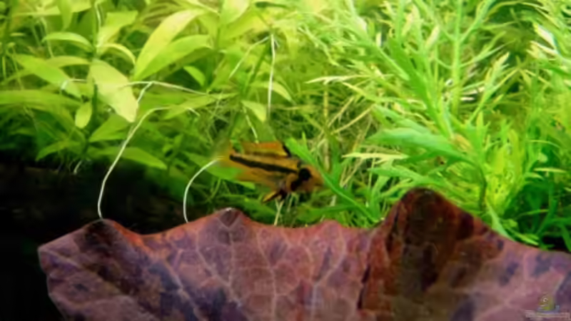 Besatz im Aquarium Fischsuppe von Dori (14)