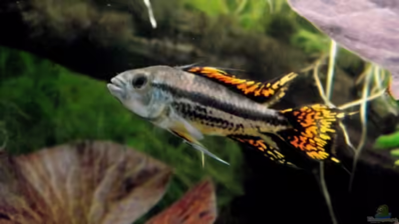 Besatz im Aquarium Fischsuppe von Dori (15)