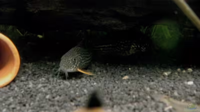 Besatz im Aquarium Fischsuppe von Dori (16)