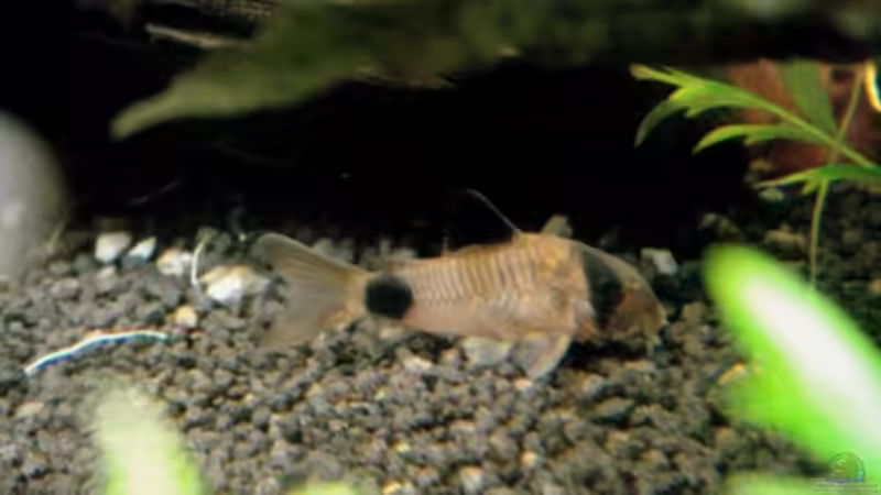 Besatz im Aquarium Fischsuppe von Dori (18)