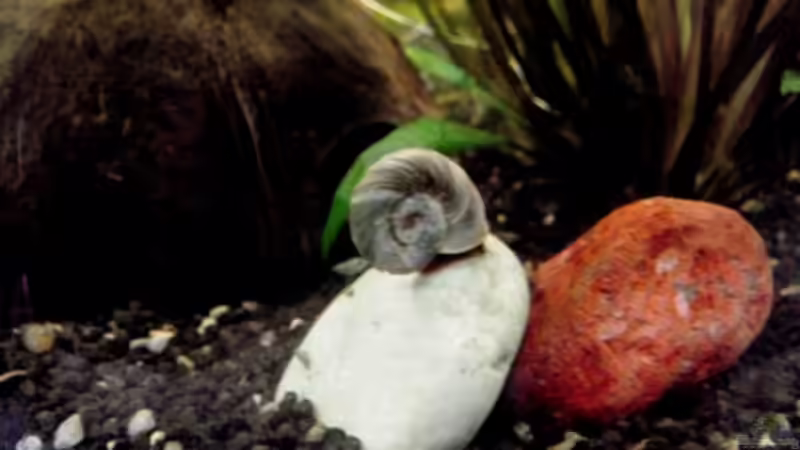 Besatz im Aquarium Fischsuppe von Dori (19)