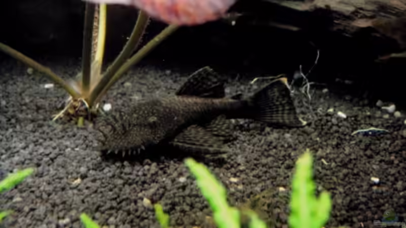 Besatz im Aquarium Fischsuppe von Dori (20)