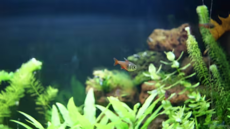 Besatz im Aquarium Fish and Shrimp (aufgelöst April 2018) von Hamstermaus (10)