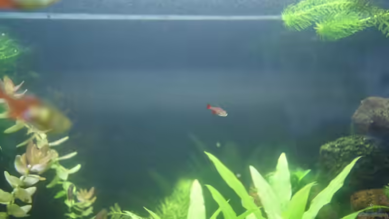 Besatz im Aquarium Fish and Shrimp (aufgelöst April 2018) von Hamstermaus (12)