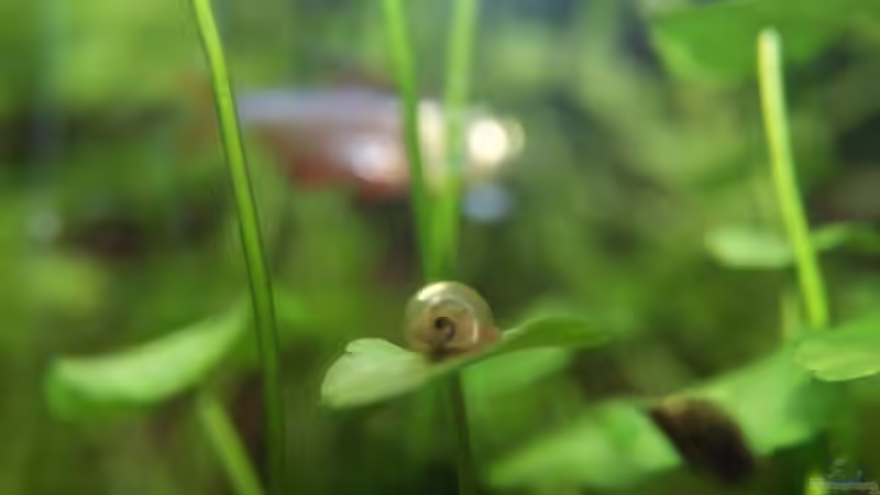 Besatz im Aquarium Fish and Shrimp (aufgelöst April 2018) von Hamstermaus (14)