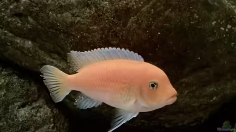 Besatz im Aquarium Fishbowl von Mundo (10)