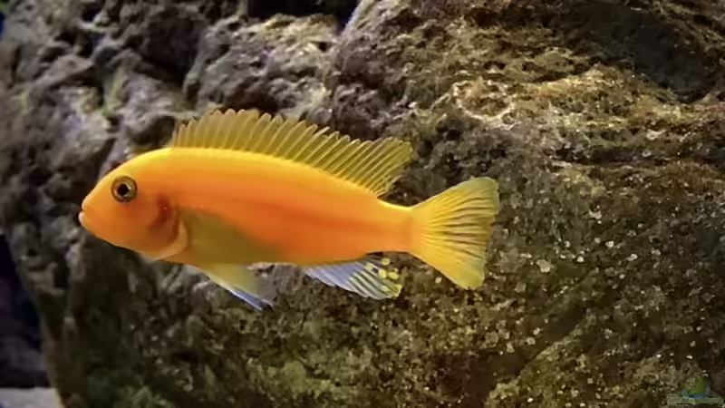 Besatz im Aquarium Fishbowl von Mundo (11)