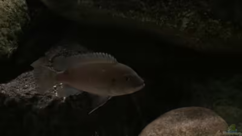 Besatz im Aquarium Fishbowl von Mundo (13)