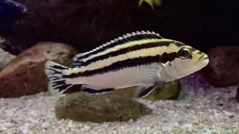 Besatz im Aquarium Fishbowl von Mundo (15)