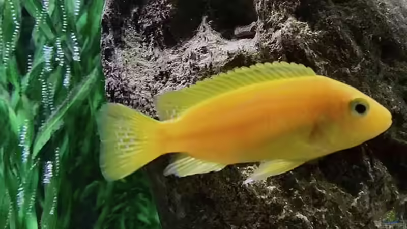 Besatz im Aquarium Fishbowl von Mundo (17)