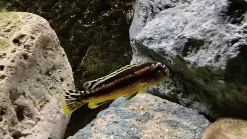 Besatz im Aquarium Fishbowl von Mundo (9)