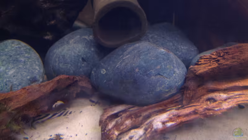 Besatz im Aquarium Flachwasser Welsbiotop von Amamazonas Diskus (5)