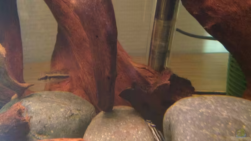 Besatz im Aquarium Flachwasser Welsbiotop von Amamazonas Diskus (6)