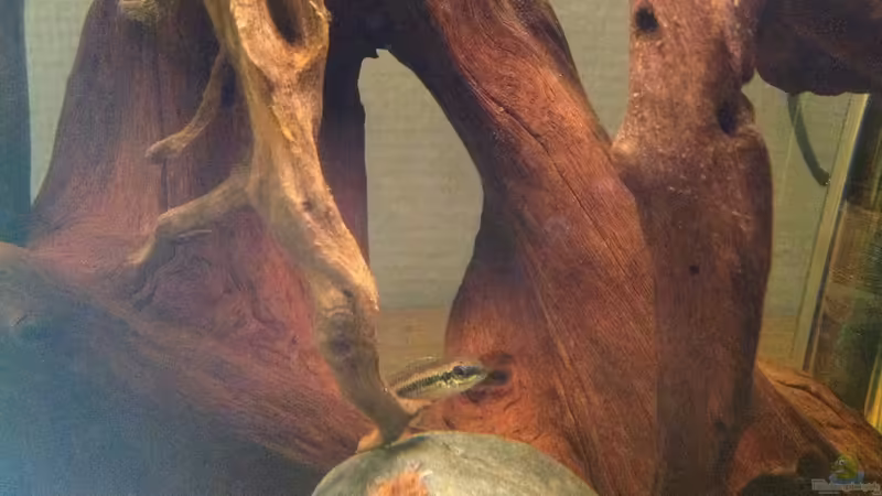 Besatz im Aquarium Flachwasser Welsbiotop von Amamazonas Diskus (7)